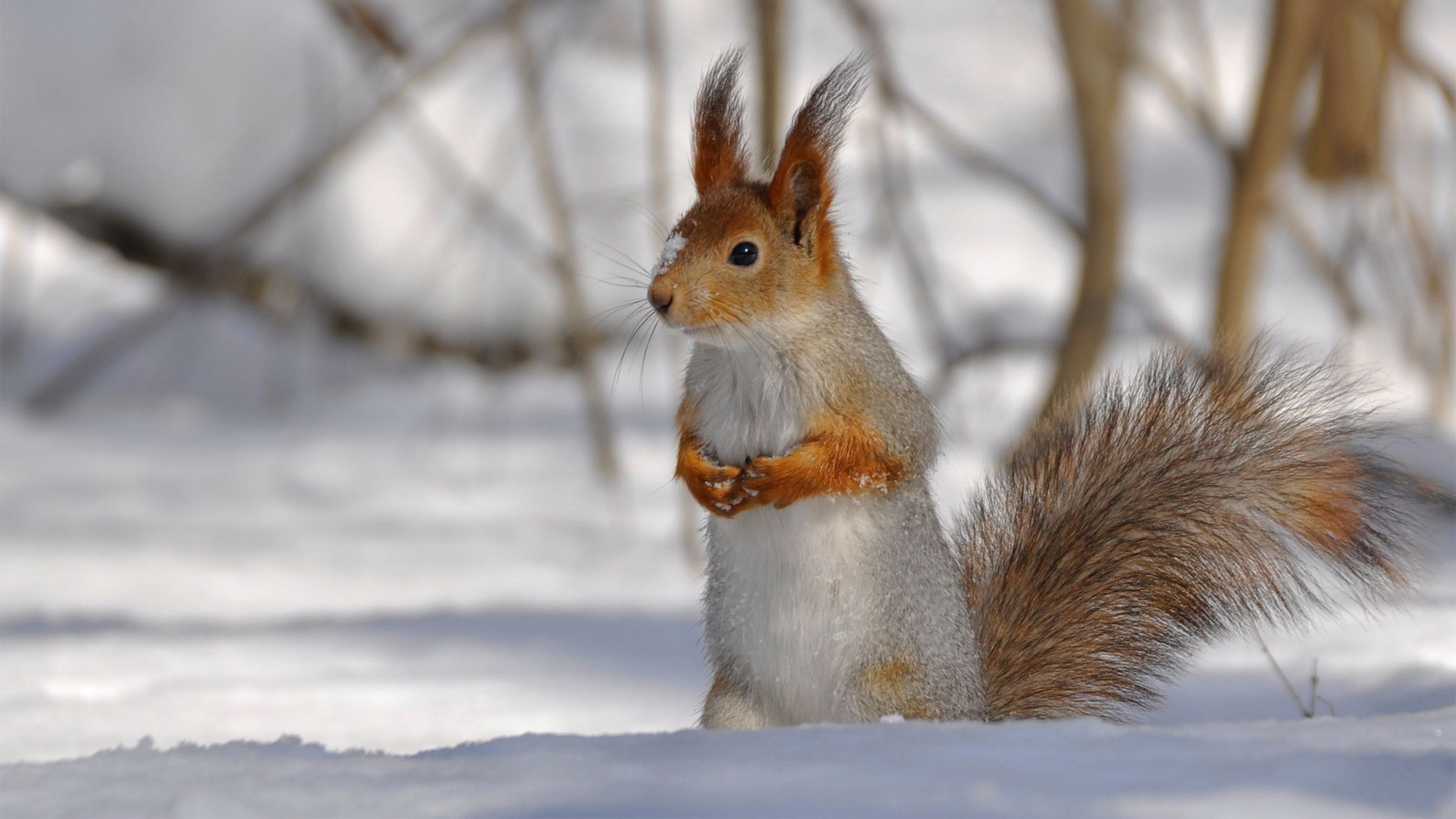寒冷风雪中觅食的小松鼠