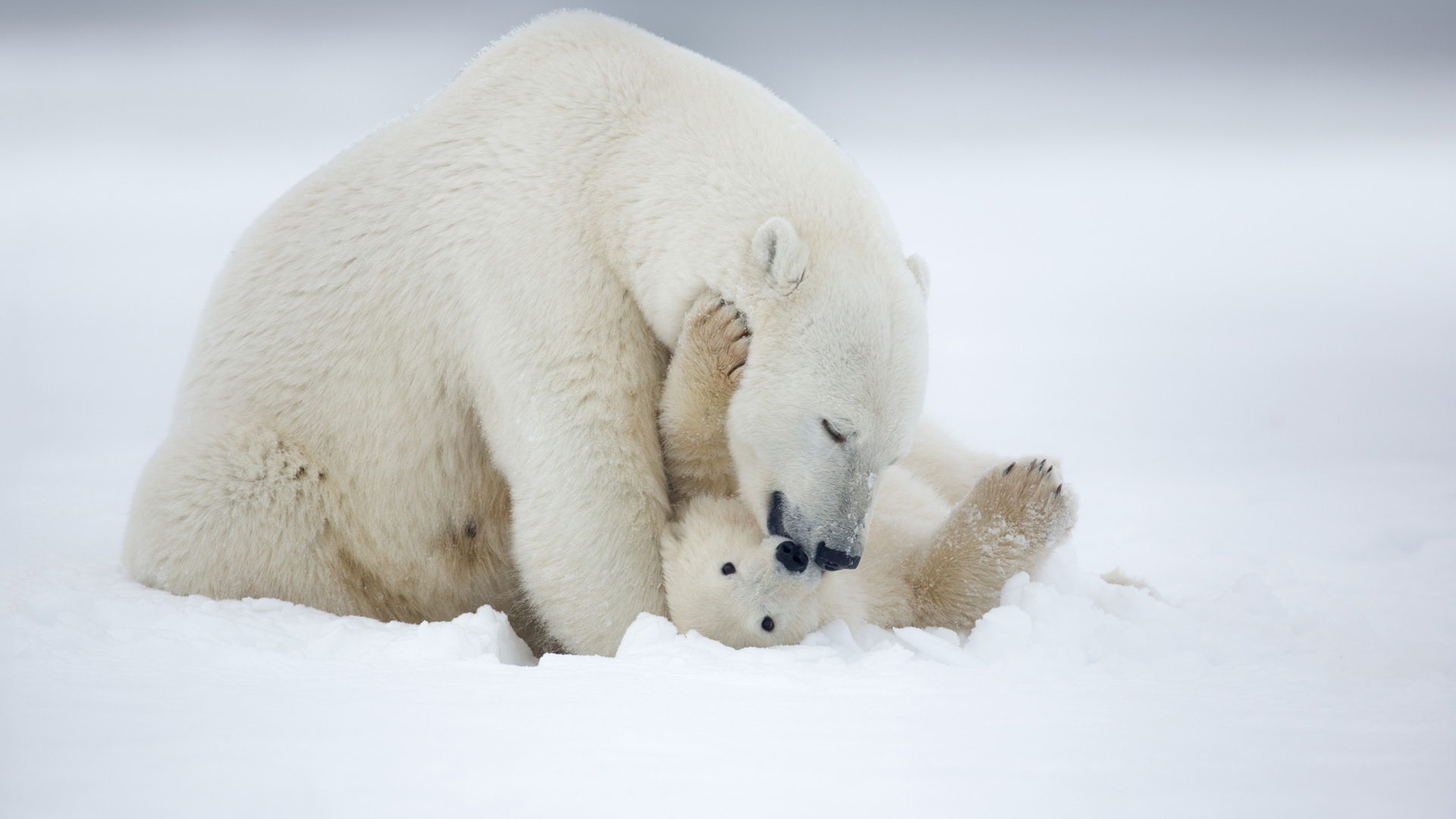 雪地里北极熊妈妈和北极熊幼崽