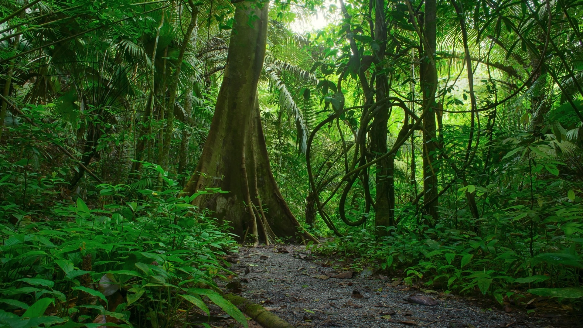 遍地藤蔓的热带雨林自然风景