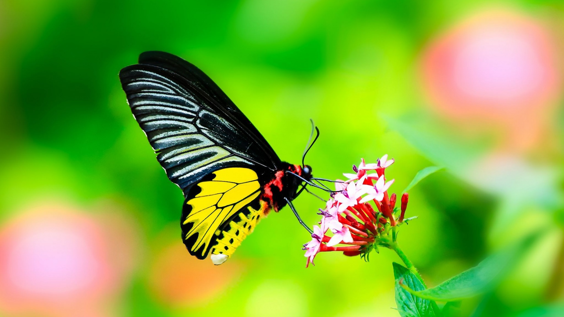 鲜花上停留的美丽蝴蝶