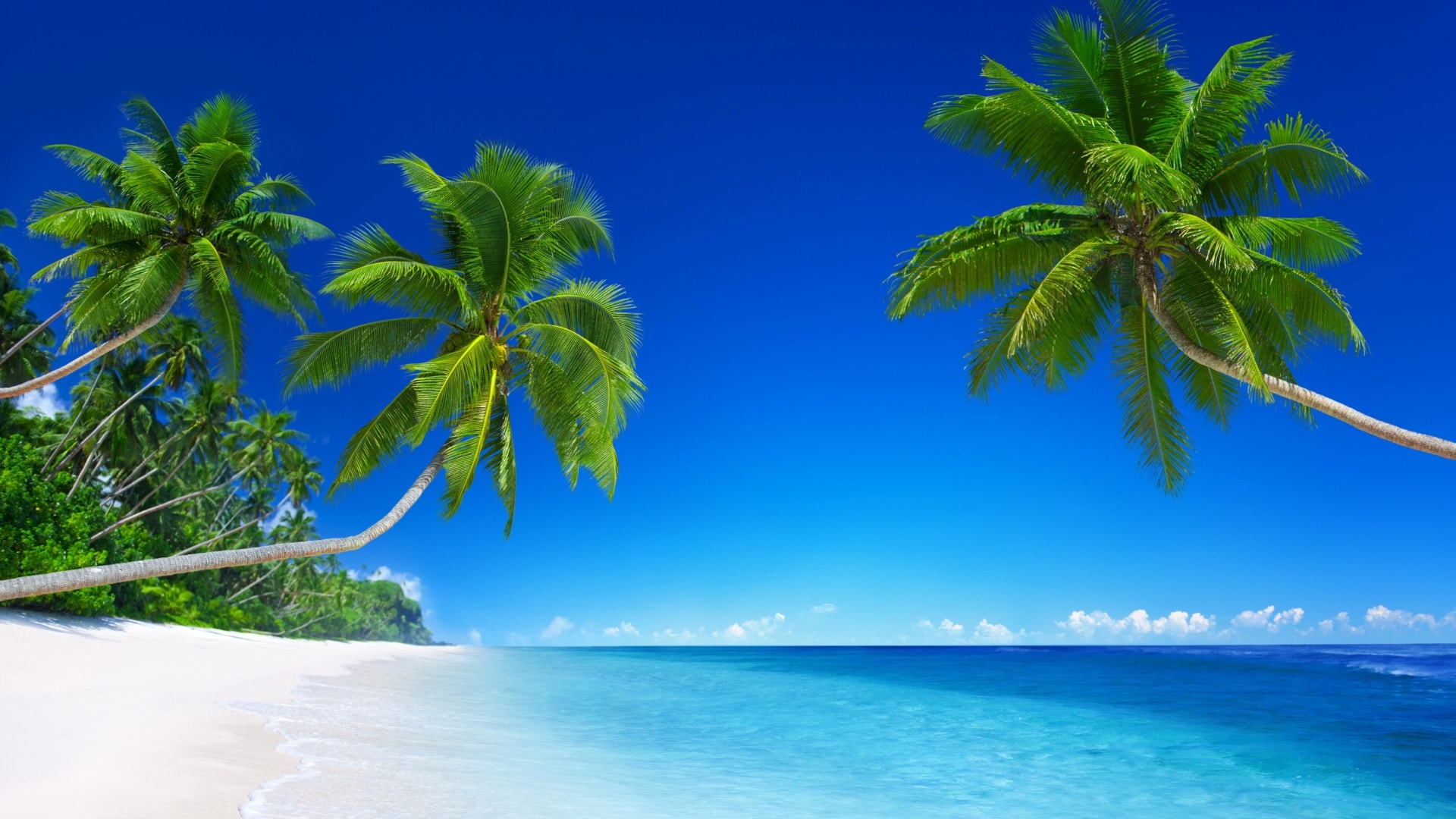蓝色大海与高大的椰子树风景
