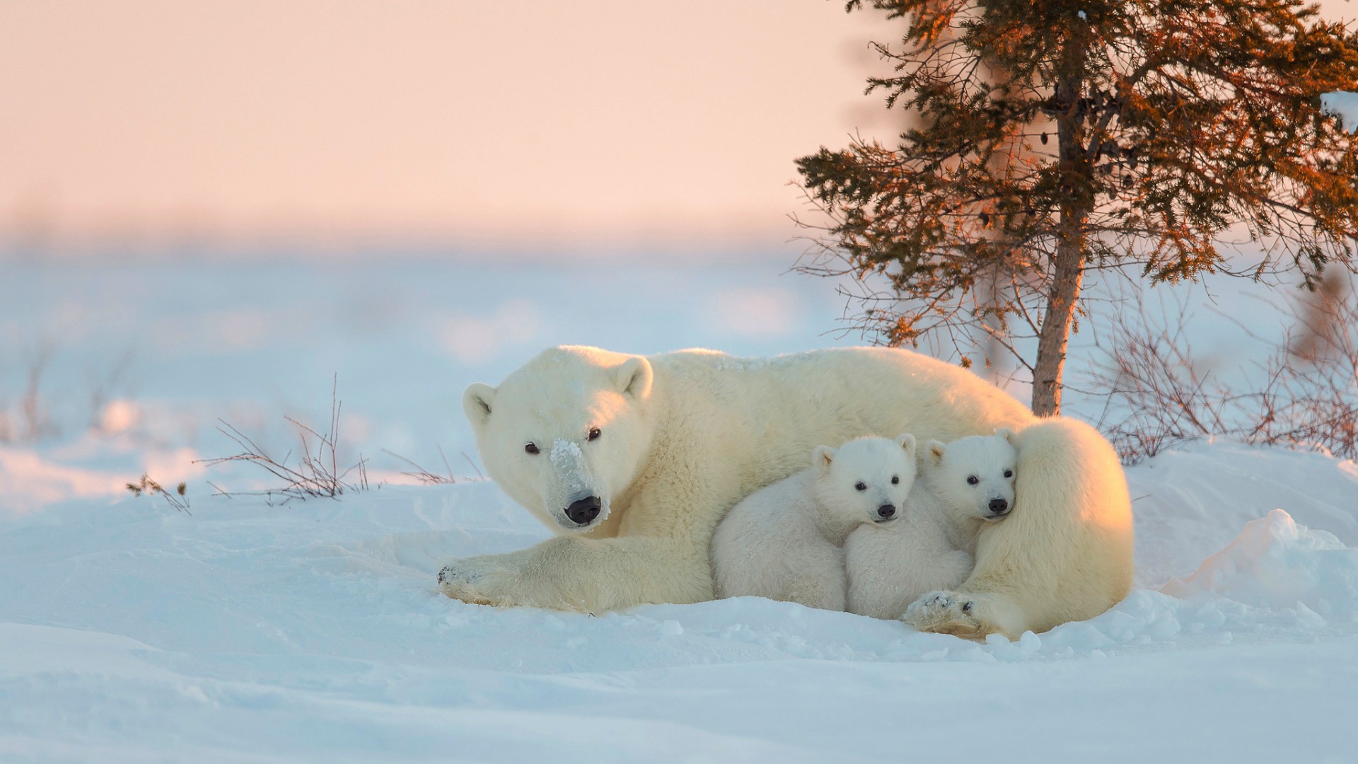 北极熊妈妈与两只北极熊幼崽