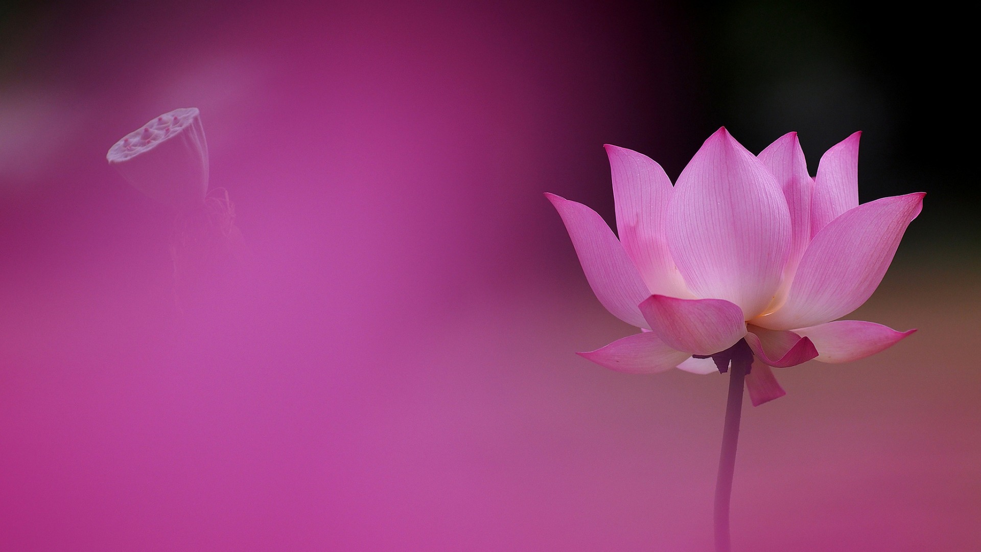 美丽迷人的粉色莲花
