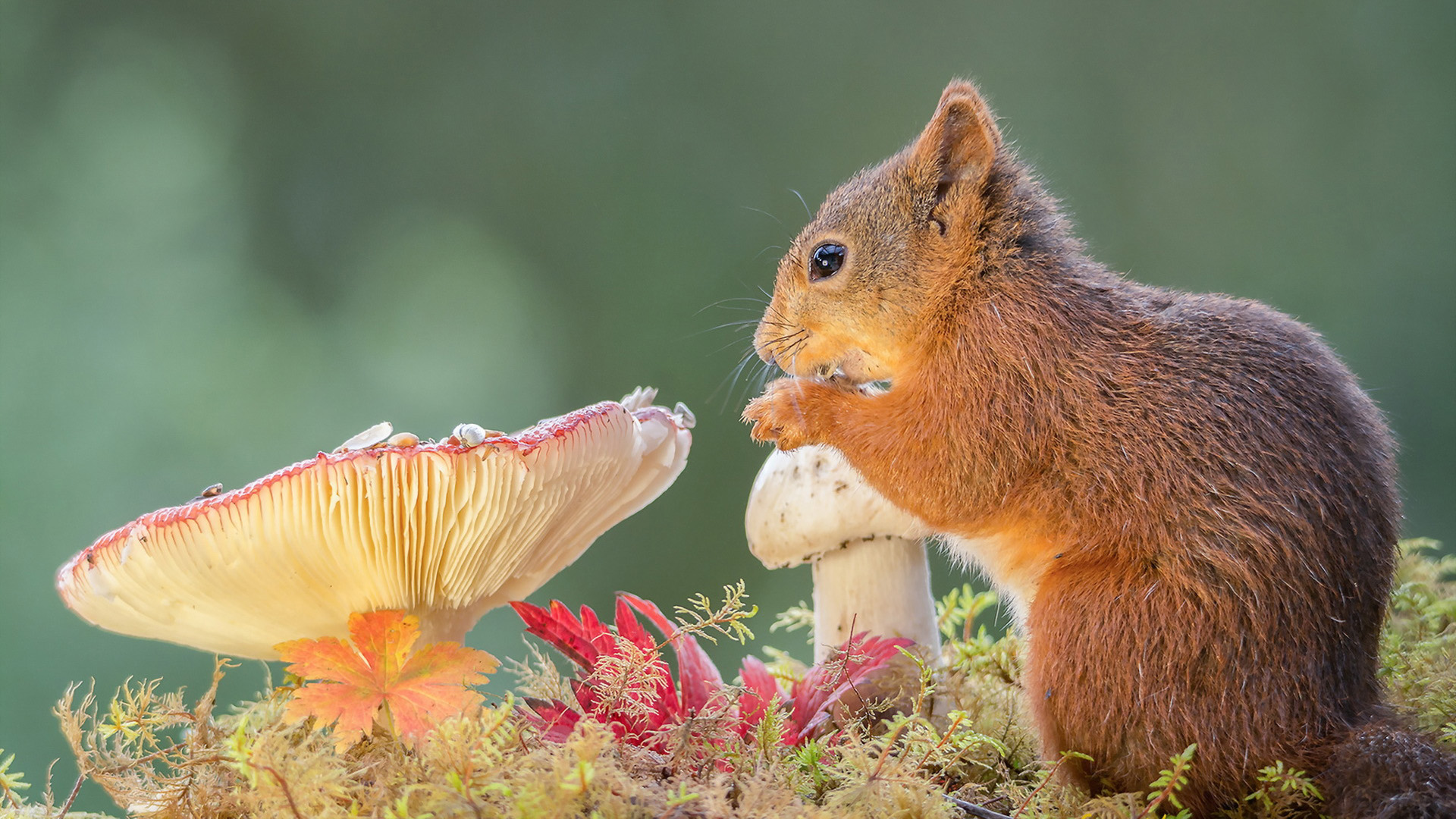 可爱的小松鼠与大蘑菇