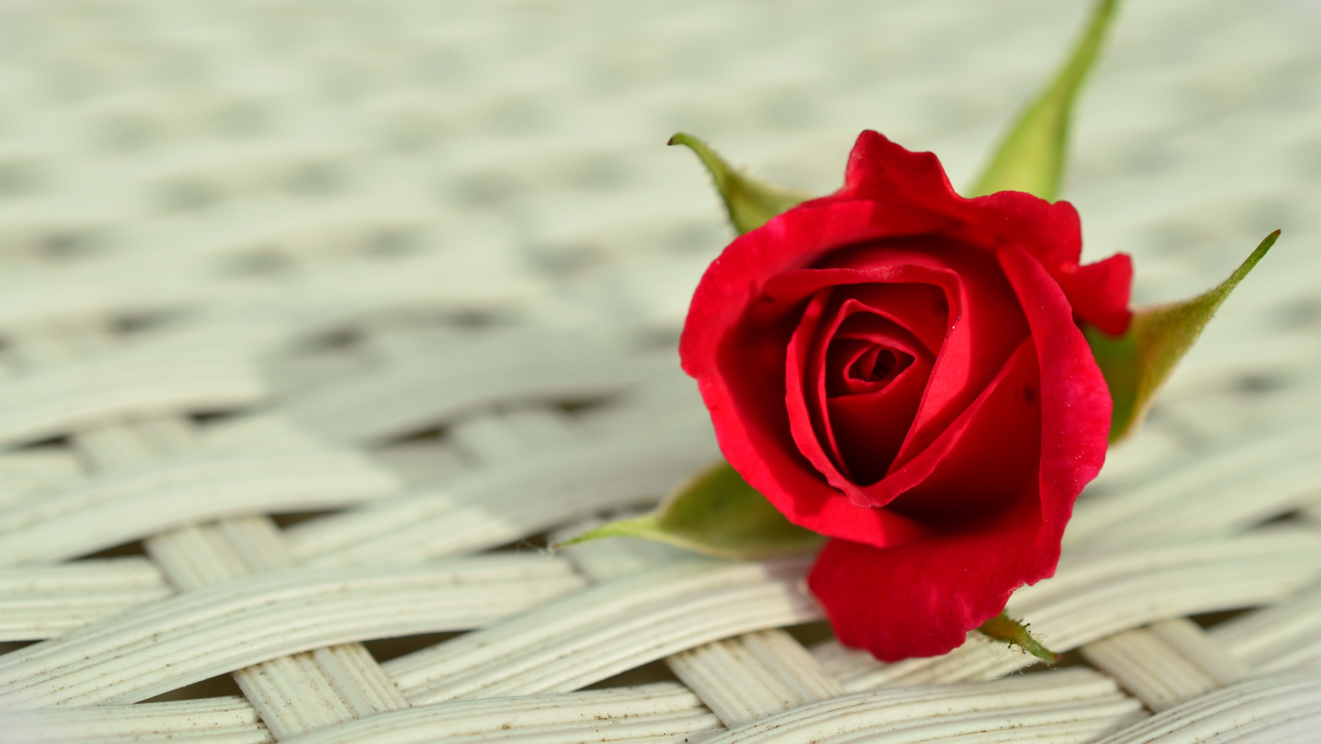 一枝红色的玫瑰花