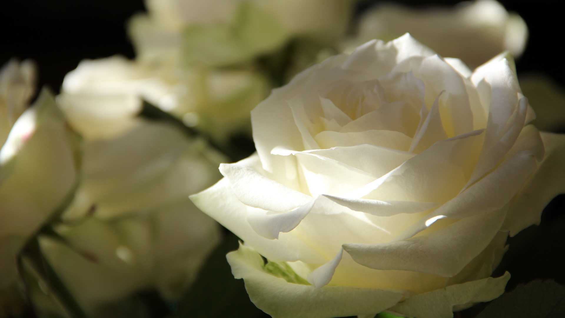 白色玫瑰花纯洁如白月光