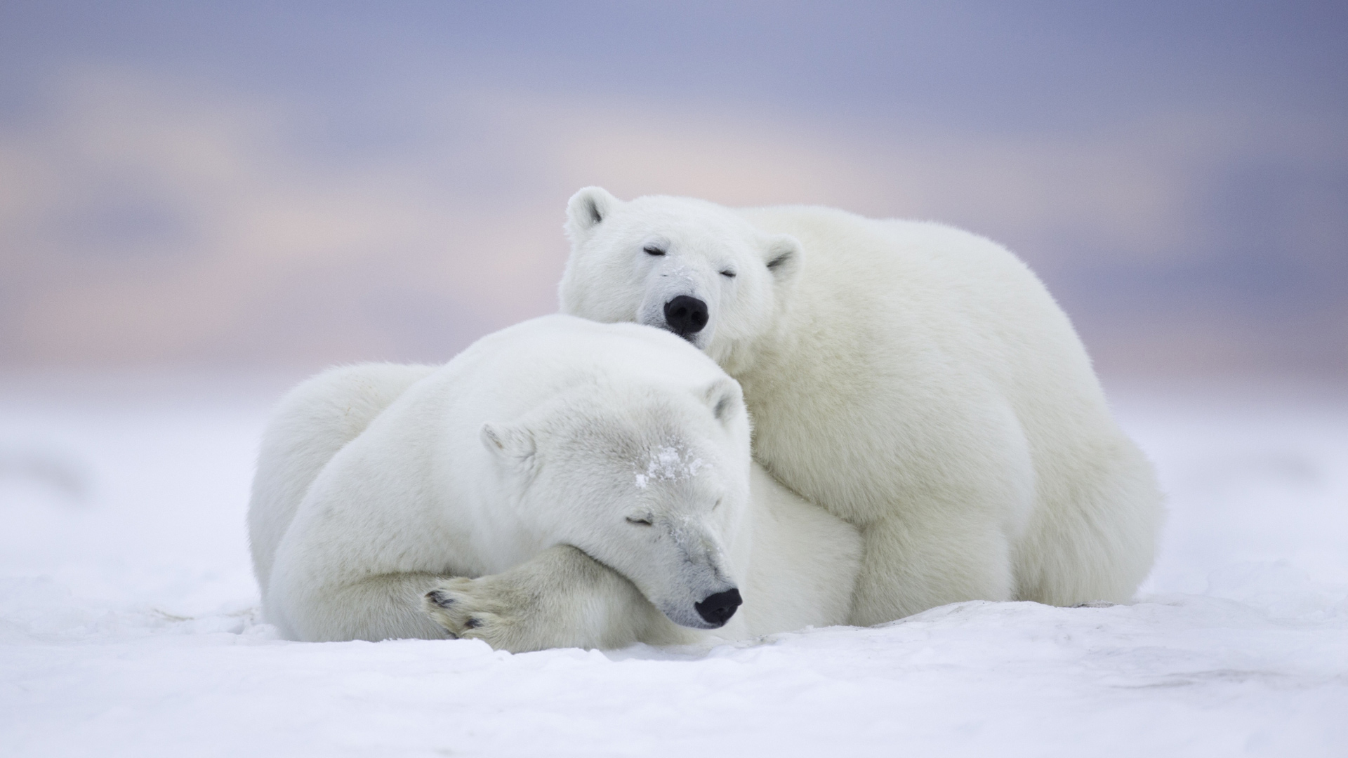 两只北极熊