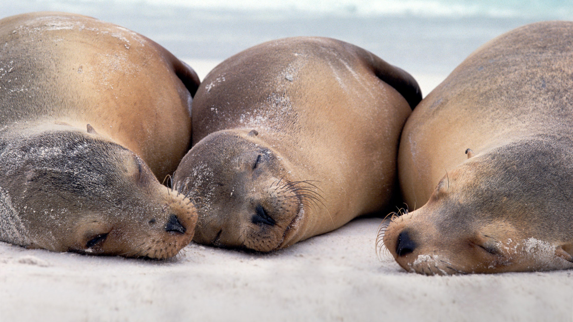 三只海狮安静睡觉