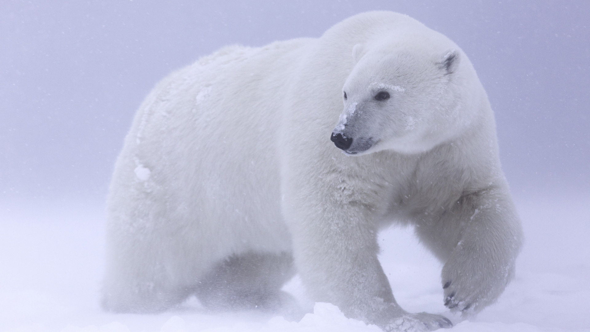 冰天雪地漫步的北极熊摄影